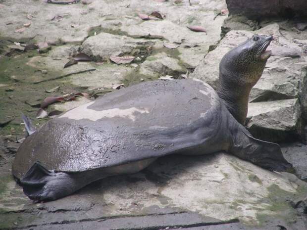 Рафетус Свайно (черепаха) - 3 особи. Основная причина уничтожения - браконьерство животные, исчезающие, прирорда, фауна