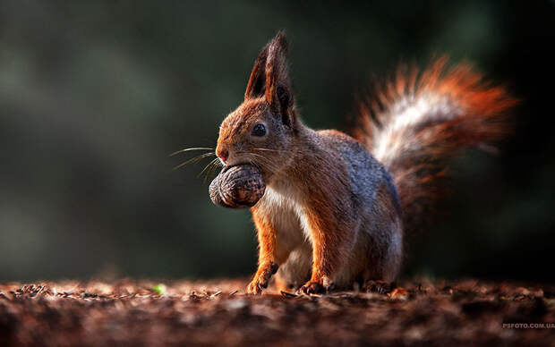 animal-portraits-sergey-polyushko-1-582b05c78a9b3__880