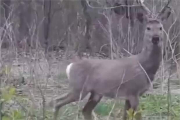 Лающий самец косули попал на видео в российском регионе