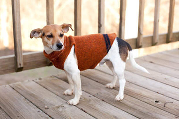 свитер для собаки из рукава 