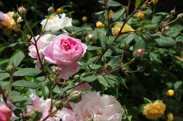 Нежные розы в летнем саду