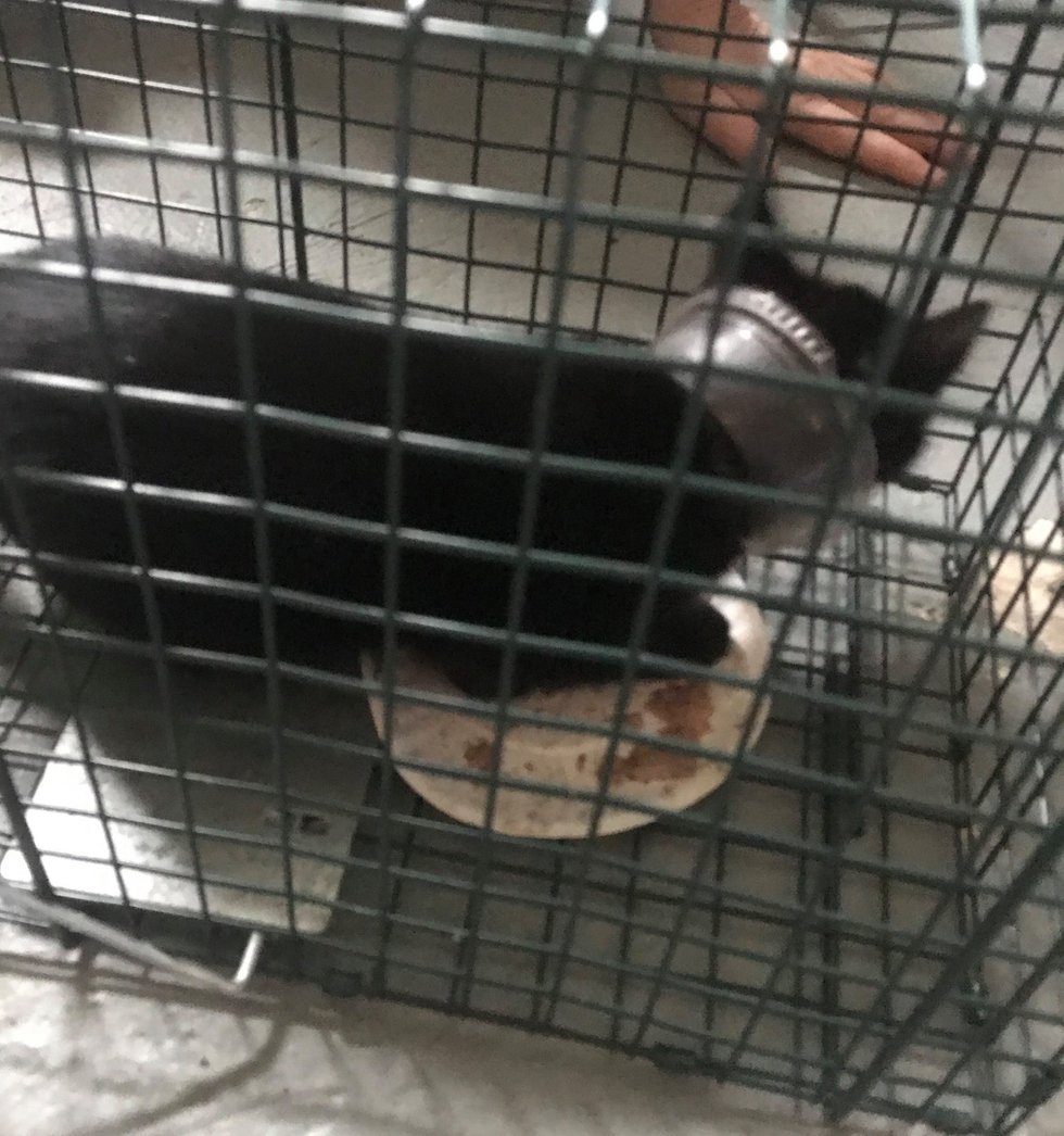 kitten-found-stuck-in-a-cup-leads-rescuers-to-save-his-entire-family-3