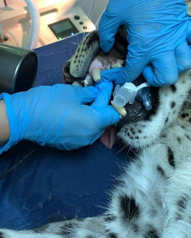 Лечение зубов леопарду. Фото: Сочинский национальный парк