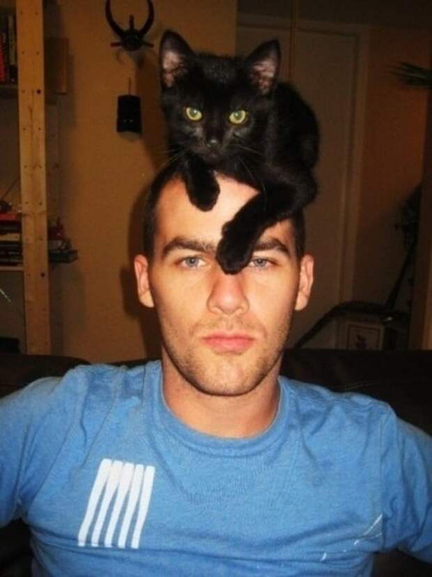 Коты на человеческих головах