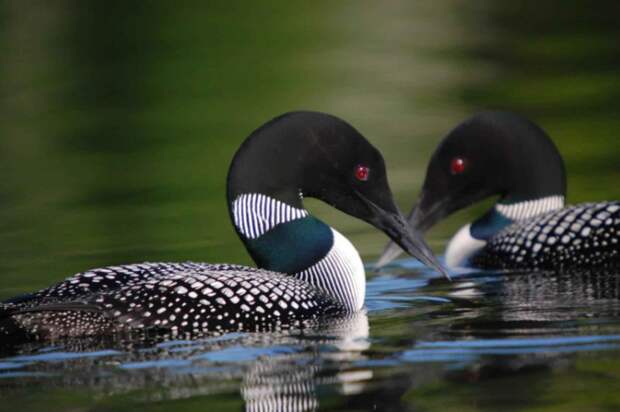 Free picture: gavia, immer, loons, birds, pair, swimming