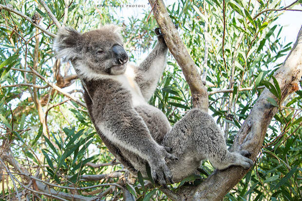 Mikkira Koala