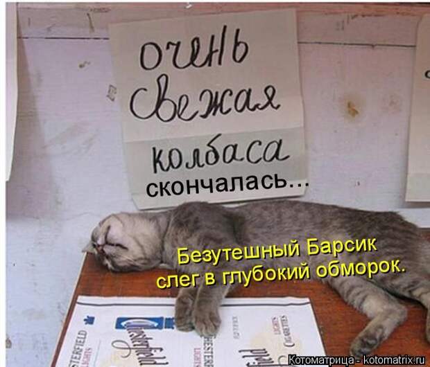 Лучшие котоматрицы недели (50 фото)