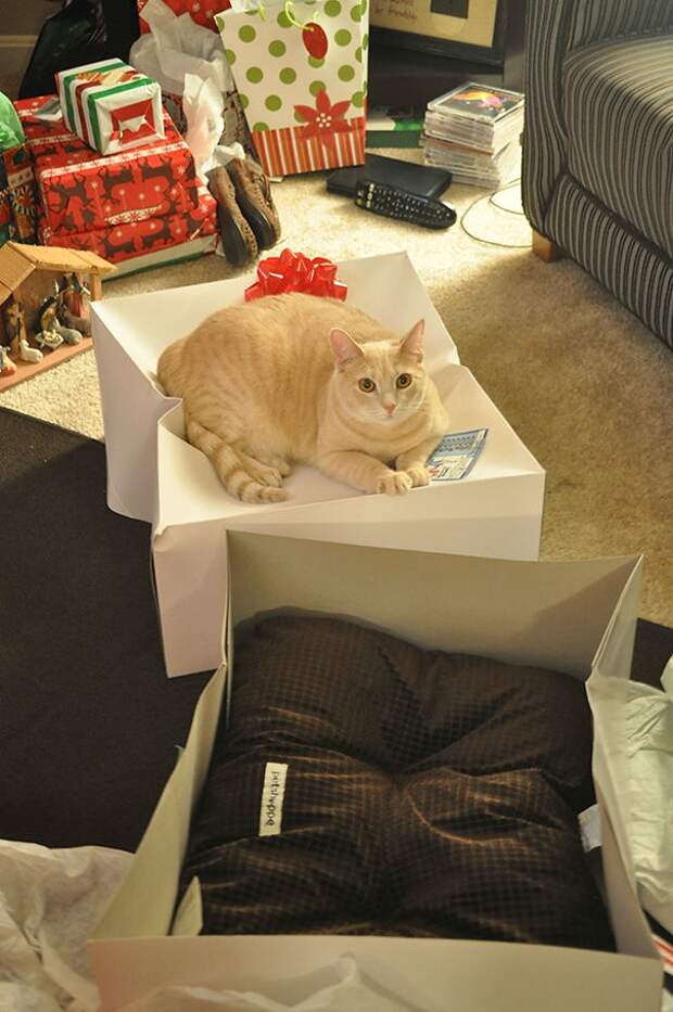 кошачья логика, коты и кошачий домик