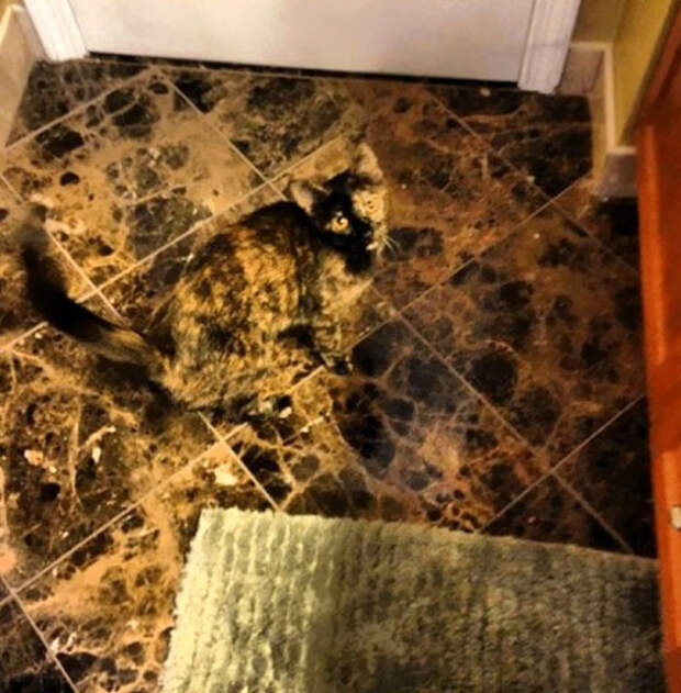 find-hidden-cat-camouflage-hide-and-seek-catouflage-118-5836a106009a1__605