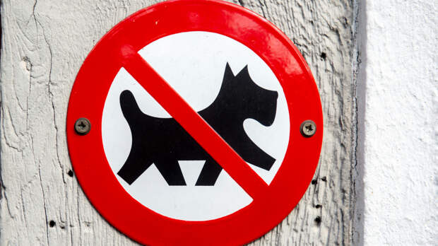 Подождут на улице? В Госдуме хотят запретить вход с собаками в кафе и магазины