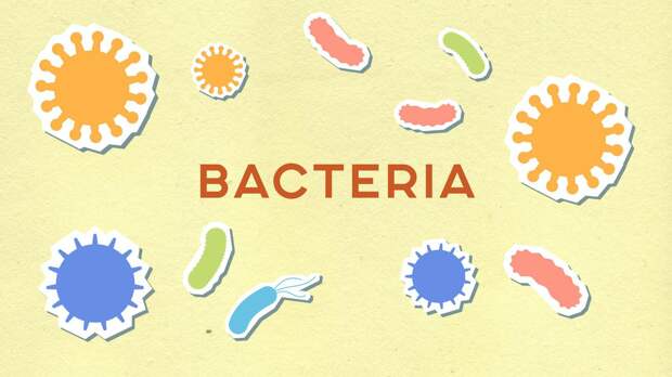 Модная бактерия хеликобактер пилори: как она передается и у кого способна вызвать рак