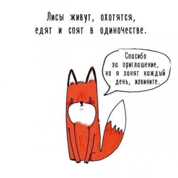 лиса