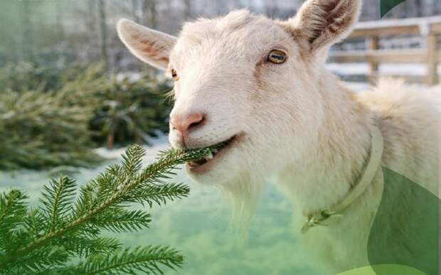 В Рязани заработает пункт приема новогодних елок