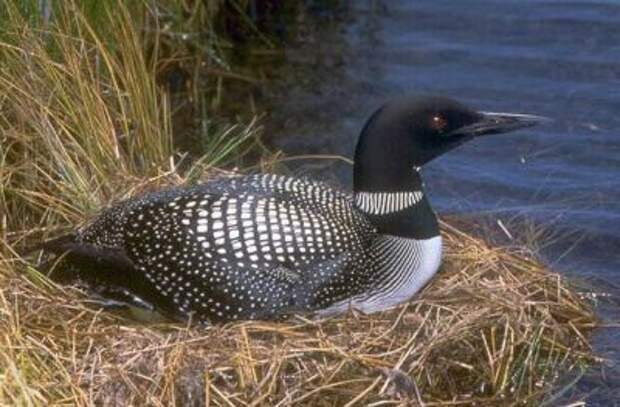 чернозобая гагара | Common loon, Animal spirit guides, Bird