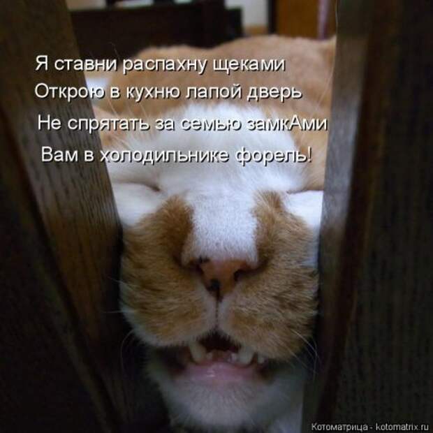 1451492475_kotomatritsa_m-1