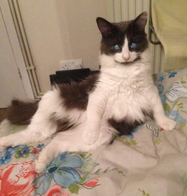 Другие котята не принимали слепого брата, но он вырос великолепным котом до и после, история, история спасения, коты, котята, кошки, особенные животные, слепые