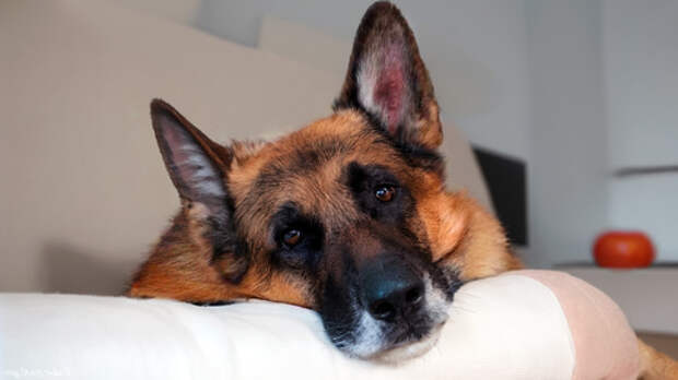 Красная тряпка