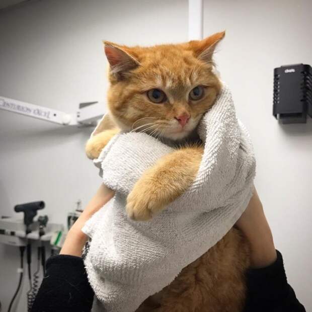 Хромые котята прятались от холода на крыльце женщины Хромые котята прятались от холода на крыльце женщины история история спасения, коты, котята, кошки, помощь животным, спасение животных