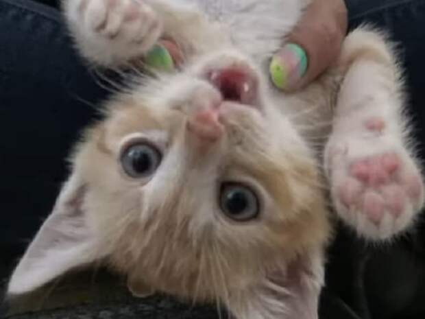 Игривый котенок Котенок играет