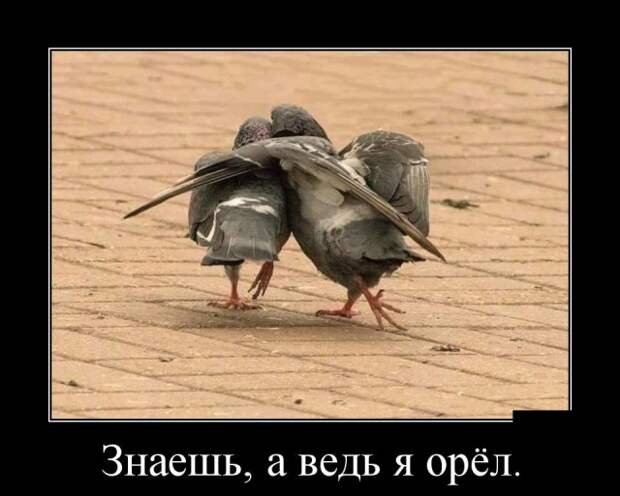 Демотиваторы смешные