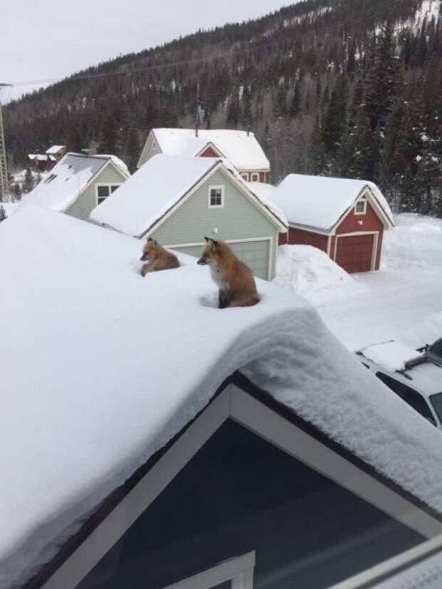 В Колорадо после сильнейших снегопадов лисья семья гуляет по крышам домов