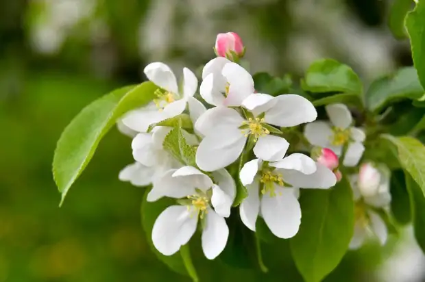 «Заранее посетите врача»: как подготовиться к началу сезона аллергии на пыльцу деревьев
