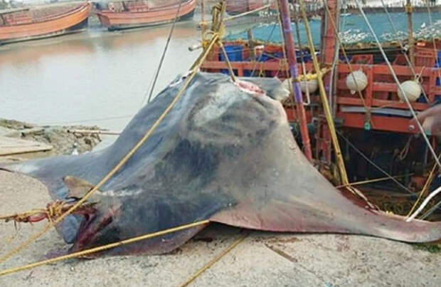 У берегов Индии поймали ската весом в 900 кг