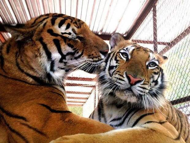 Невероятное преображение тигрицы, спасенной из бродячего цирка