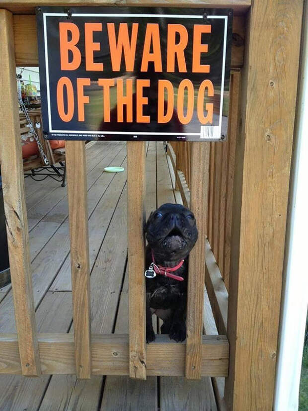 Осторожно! Злая собака! животные, собака