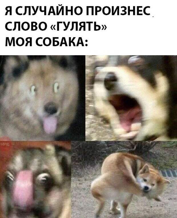 О собакенах О собакенах