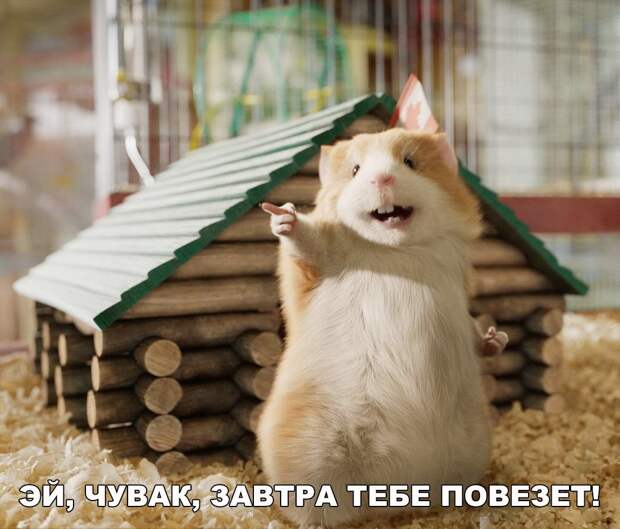 Прикольные и веселые картинки с надписями для настроения (11 фото) Прикольные и веселые картинки с надписями для настроения (11 фото)