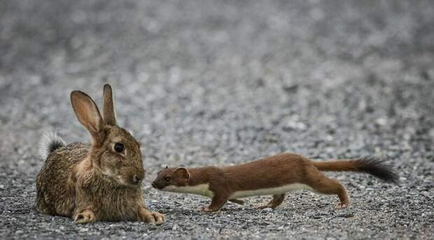 Кровожадный горностай завалил кролика, большего его в четыре раза горностай, добыча, животные, кролик, охота, фото