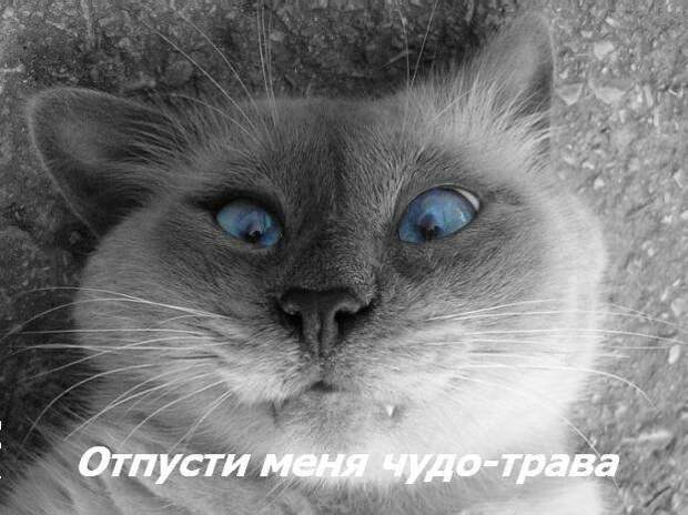 Жизнь кошачья :) (39 фото)
