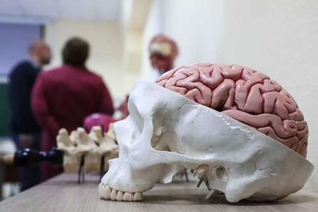 Мозг после 35: почему мы всё забываем и как стресс превращает нас в зомби