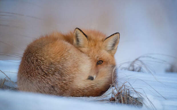 Winter Fox Photography