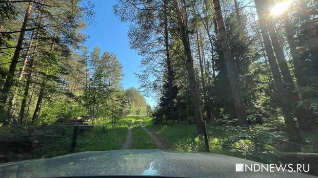 Екатеринбургские лесничие отказались от запуска дрона из-за сложностей с допуском