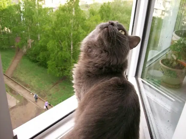 Кошки оставляют следы своих лапок в наших сердцах