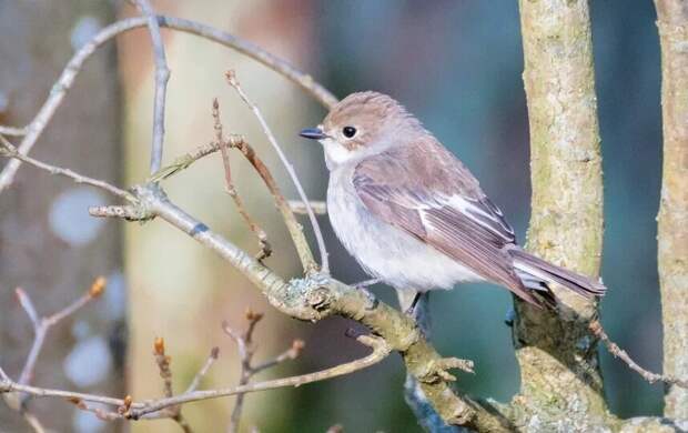 Петербург на пороге исторического тепла: синоптики прогнозируют череду температурных рекордов