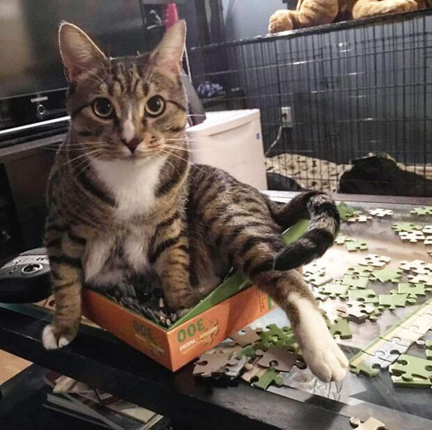 Котики тоже любят собирать пазлы