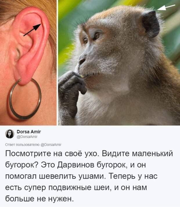 Как над нами пошутила эволюция