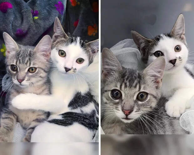 Без кота и жизнь не та