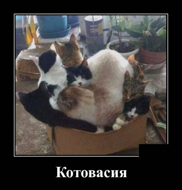 Демотиваторы (30 фото)
