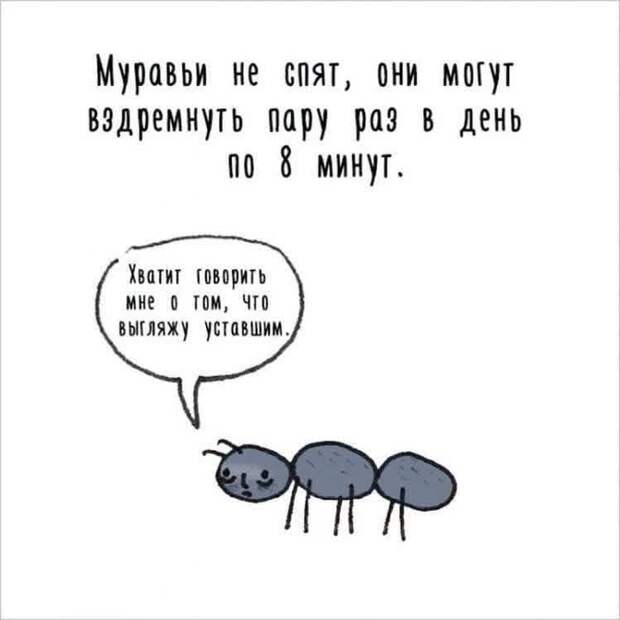 муравьи