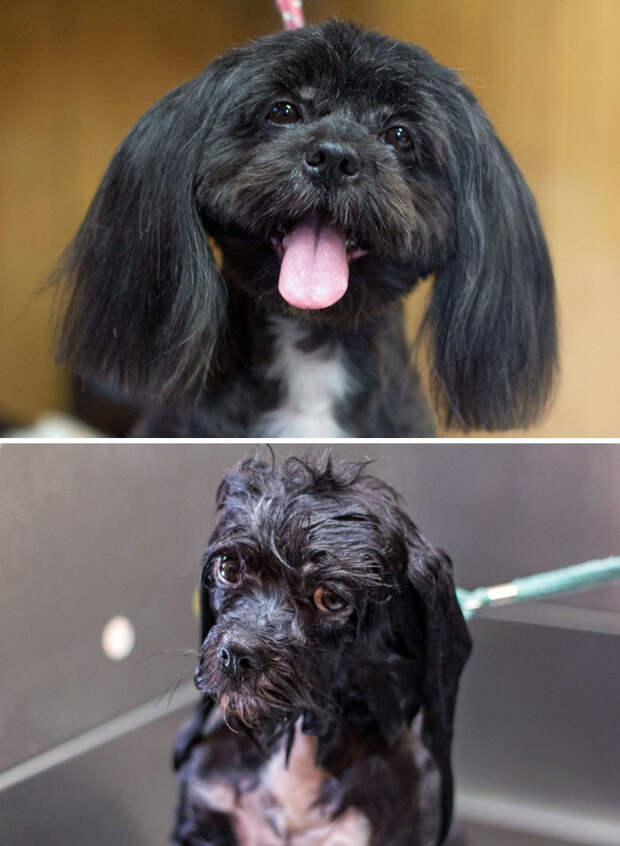 27 смешных собак, сфотографированных до и после принятия ванны животные, после душа, собаки