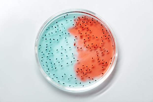 Модная бактерия хеликобактер пилори: как она передается и у кого способна вызвать рак