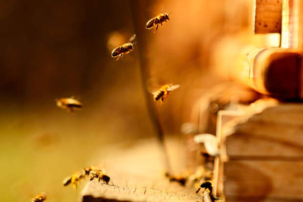 Пчеловод Капунин рассказал, что пчелы не переносят запах алкоголя