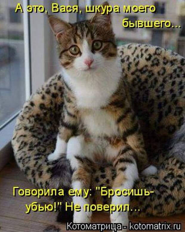 Лучшие котоматрицы недели (50 фото)