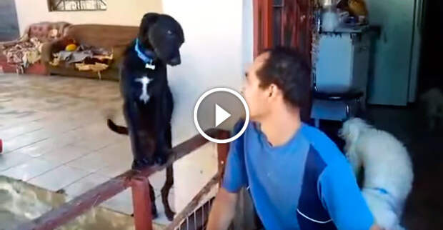 Собака просит прощение