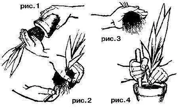 Пересадка перевалкой. Перевалка комнатных растений. Схема пересадки комнатных растений цветов. Пересадка комнатных цветов. Раскраска пересадка комнатных растений.