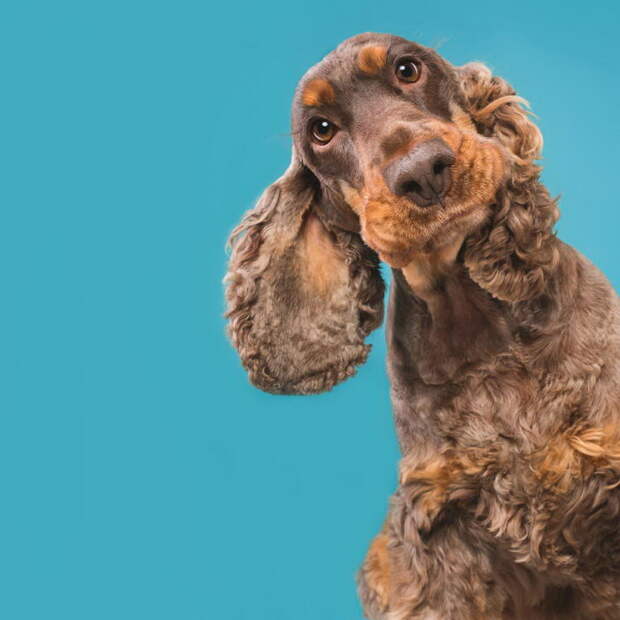 Такие разные характеры собак: фотопроект Elke Vogelsang Такие разные характеры собак: фотопроект Elke Vogelsang